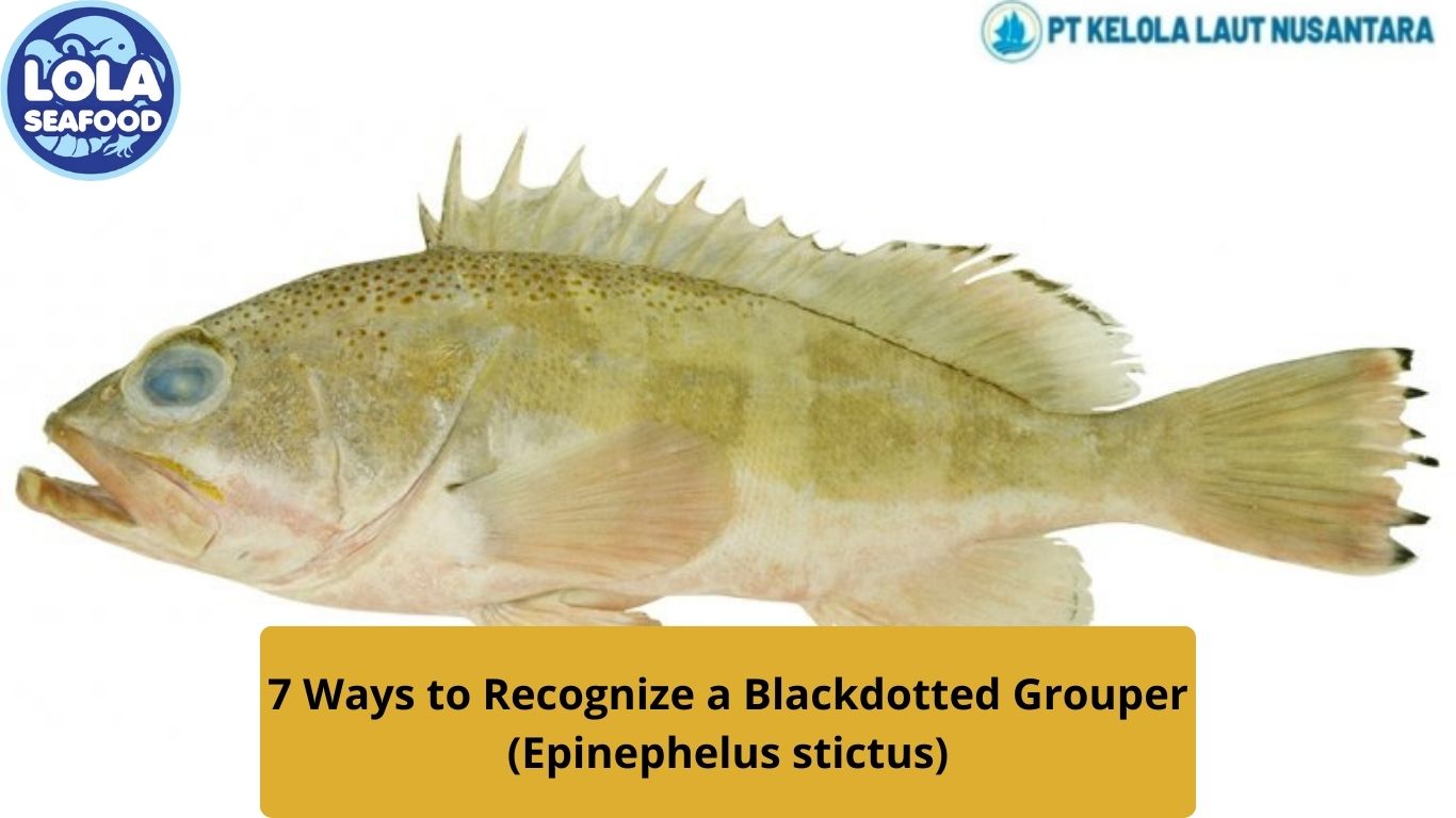 7 Ways to Recognize a Blackdotted Grouper (Epinephelus stictus)